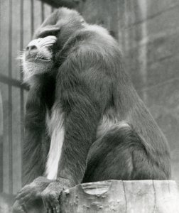 Een mannelijke mandril George zit op een boomstam in zijn verblijf, London Zoo, augustus 1923 door Frederick William Bond